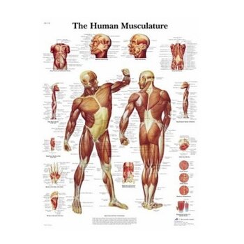 Anatomie Posters