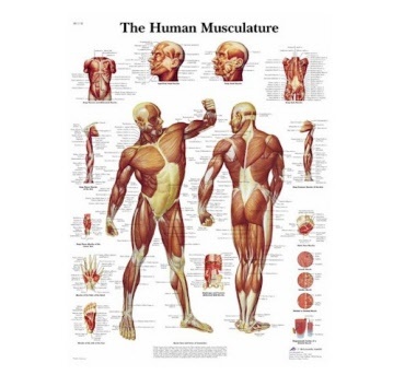 Anatomie Posters van het menselijk lichaam