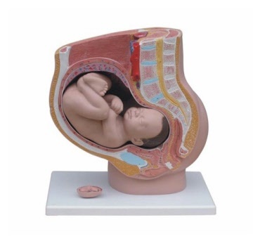 Anatomische modellen van zwangerschap en geboorte