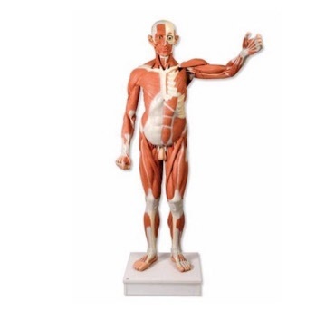 Spiermodellen - Anatomie van het menselijk lichaam