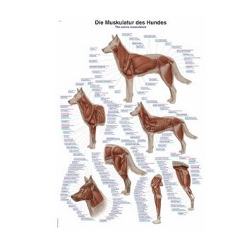 Veterinair modellen