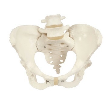 Anatomische bekkenmodellen voor studie en onderwijs