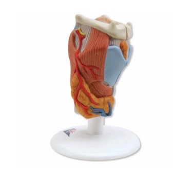 Anatomische strottenhoofdmodellen (larynx)