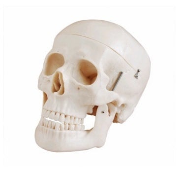 Anatomische schedelmodellen voor studie en onderwijs