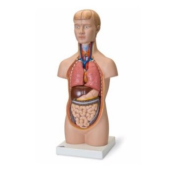 Torso's van het menselijk lichaam