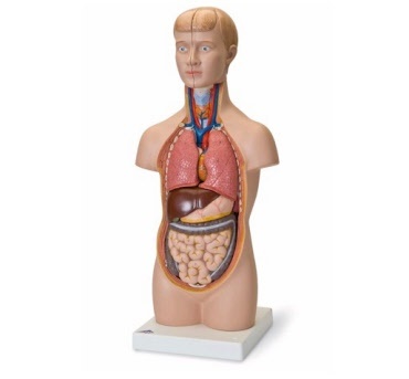 Anatomische torso’s met organen van het menselijk lichaam