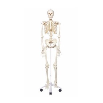 Skeletten