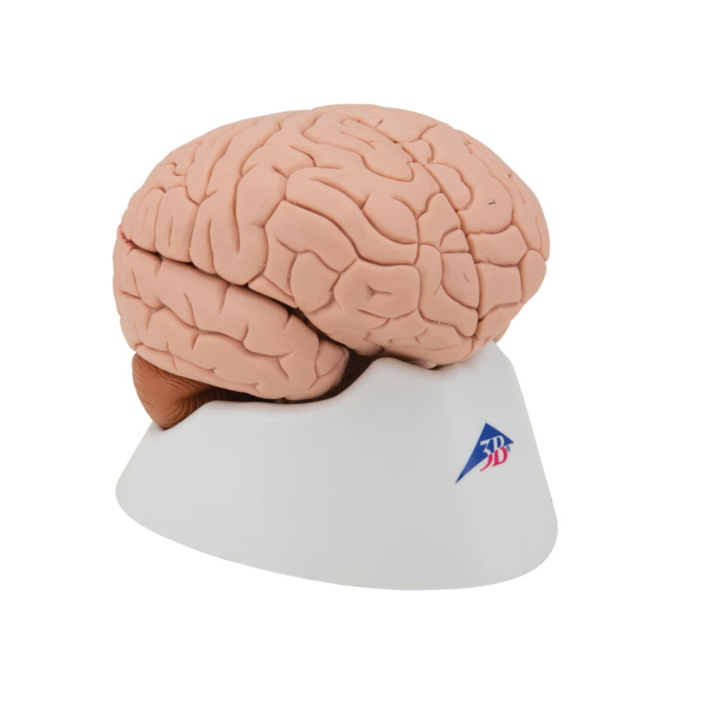 3B Scientific Anatomisch model van de hersenen 4 delig - 3B Scientific, foto 3 van 6