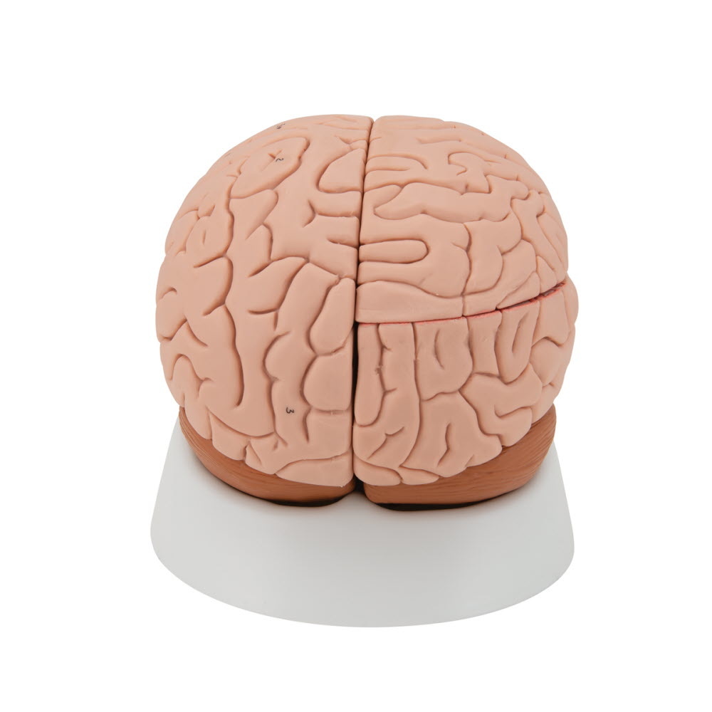 3B Scientific Anatomisch model van de hersenen 4 delig - 3B Scientific, foto 4 van 6