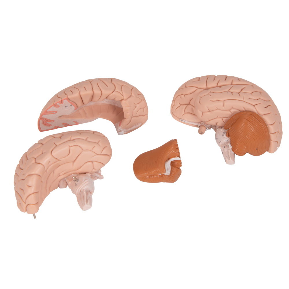 3B Scientific Anatomisch model van de hersenen 4 delig - 3B Scientific, foto 5 van 6