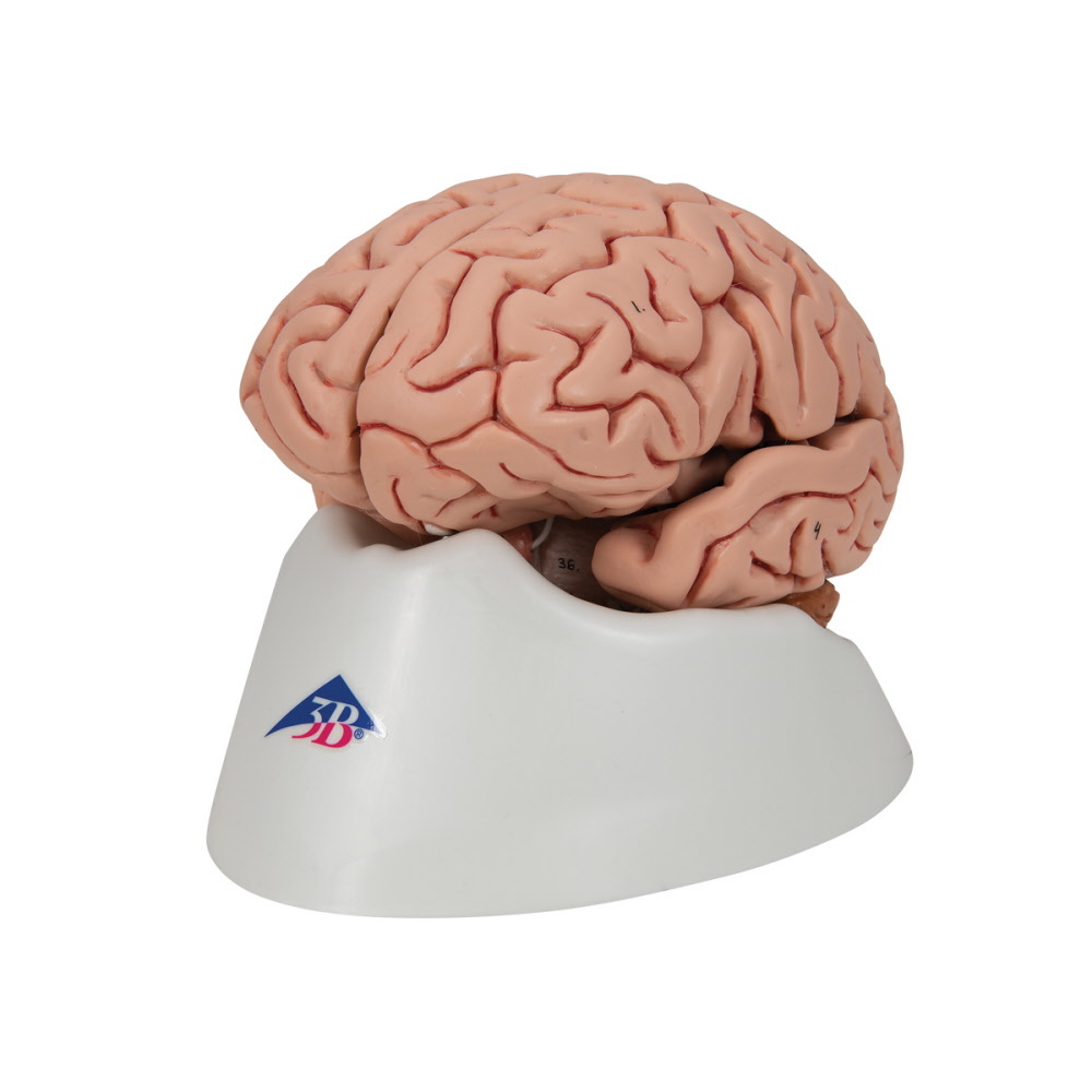 3B Scientific Anatomisch model van de hersenen 5 delig - 3B Scientific, foto 2 van 6