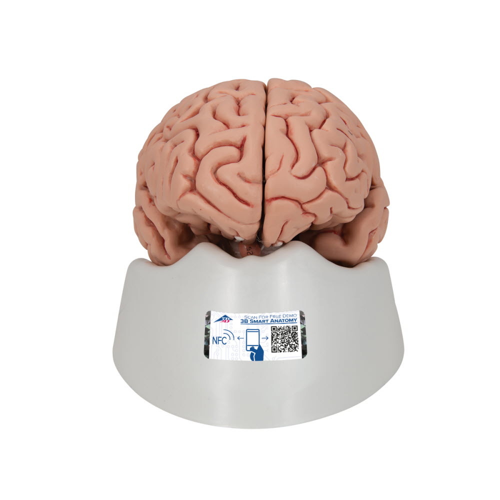 3B Scientific Anatomisch model van de hersenen 5 delig - 3B Scientific, foto 3 van 6