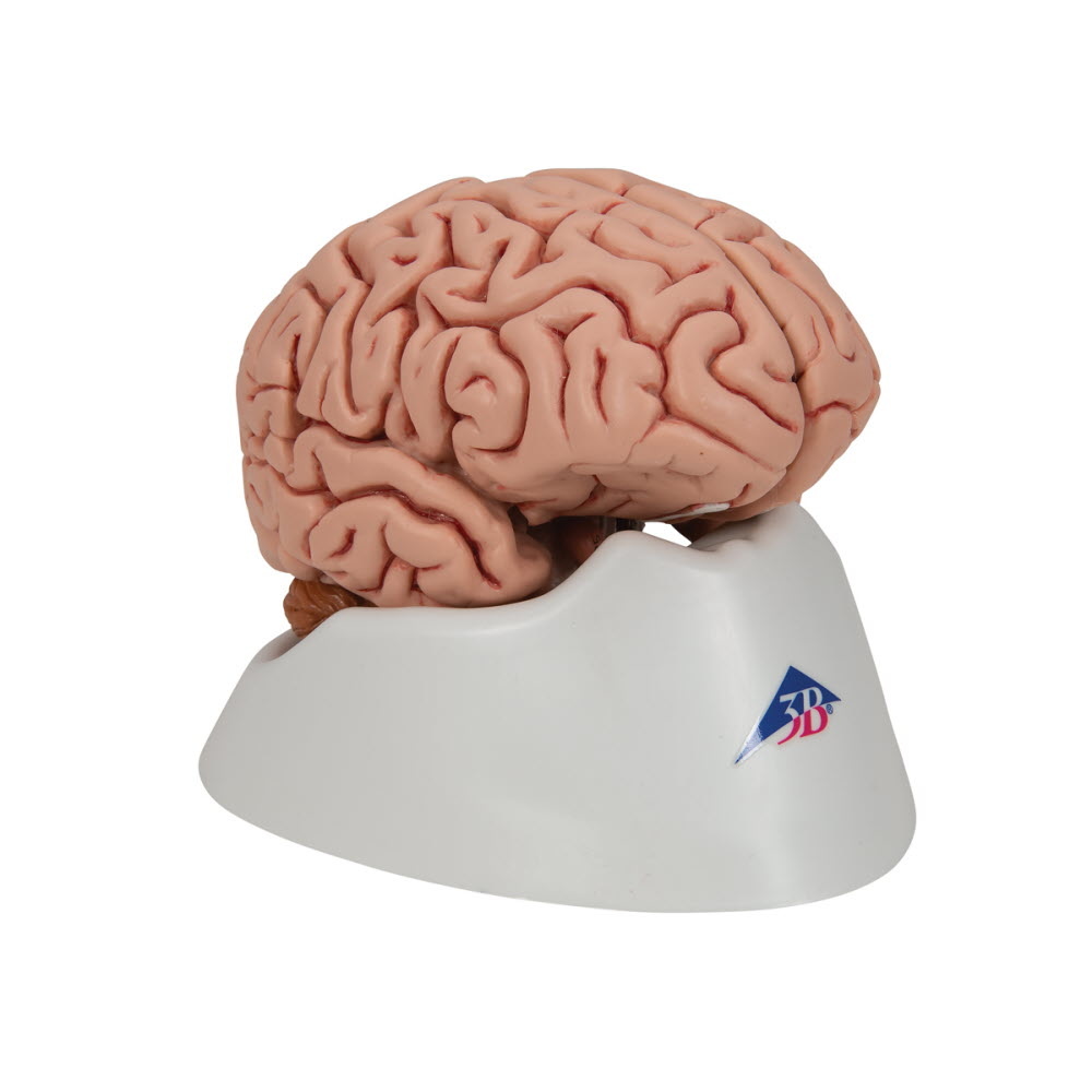 3B Scientific Anatomisch model van de hersenen 5 delig - 3B Scientific, foto 4 van 6