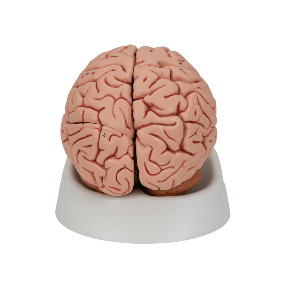 3B Scientific Anatomisch model van de hersenen 5 delig - 3B Scientific, foto 5 van 6