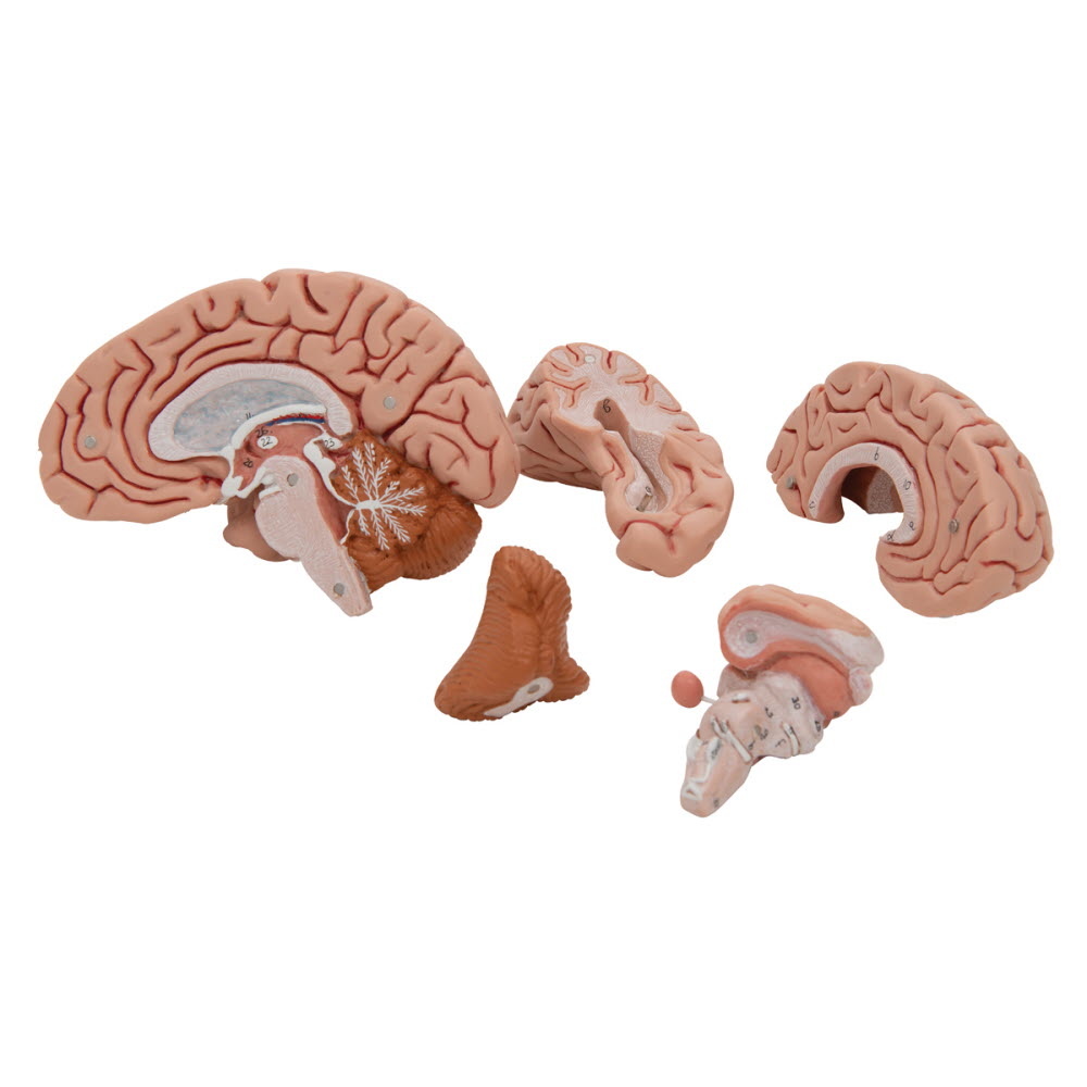 3B Scientific Anatomisch model van de hersenen 5 delig - 3B Scientific, foto 6 van 6