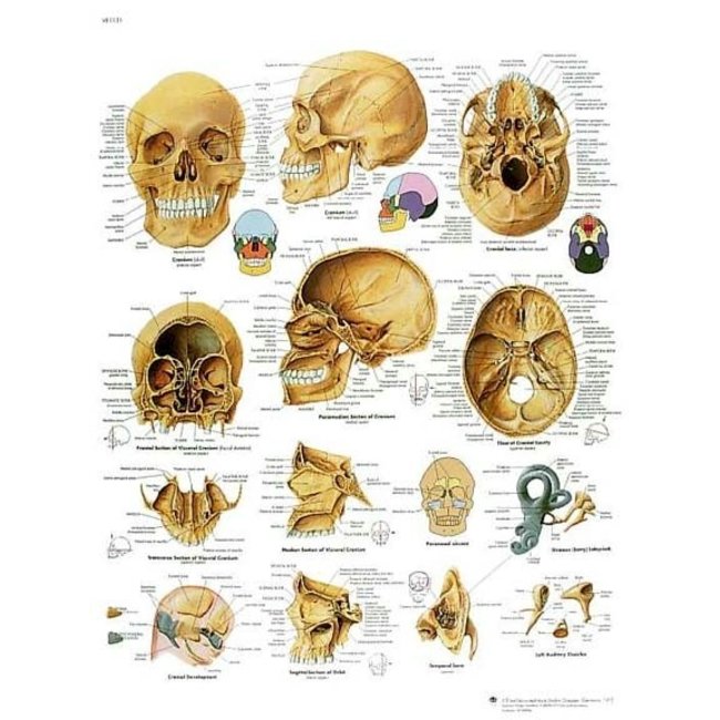 3B Scientific Anatomische Poster Schedel/ Skull - Engels/Latijn