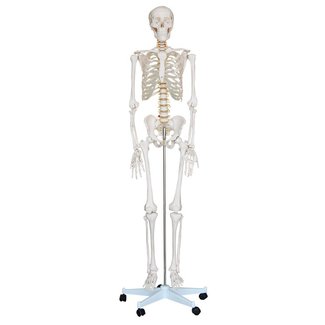 Anatomisch Skelet | 180cm | beweegbare en afneembare ledematen | Budget model