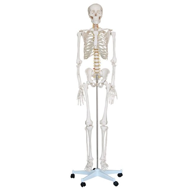 huisvrouw Stof voelen Anatomisch model Menselijk skelet levensgrote uitvoering, 180cm - Budget  model - Vosmedisch.nl