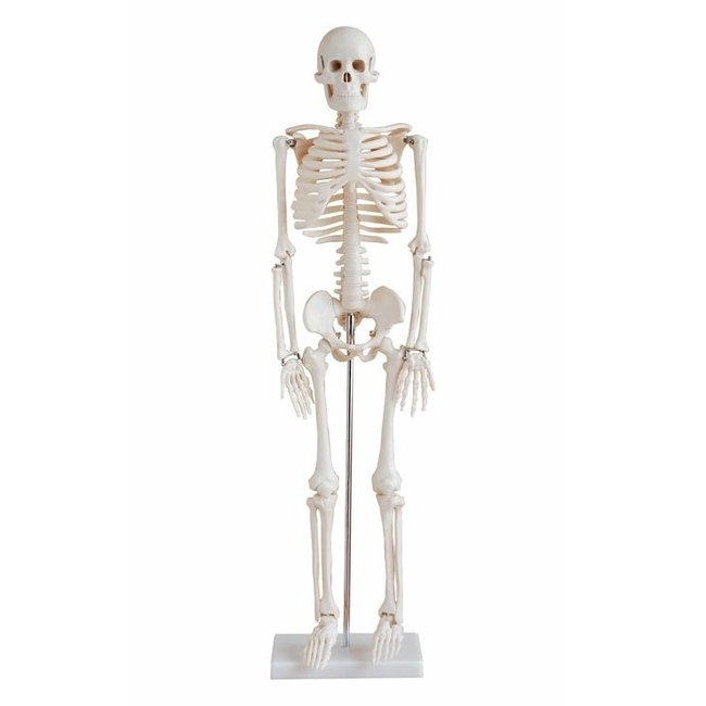 Anatomisch Skelet | 85 cm | Medium Skelet | Budget model
