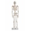 Anatomisch Skelet | 85 cm | Medium Skelet | Budget model