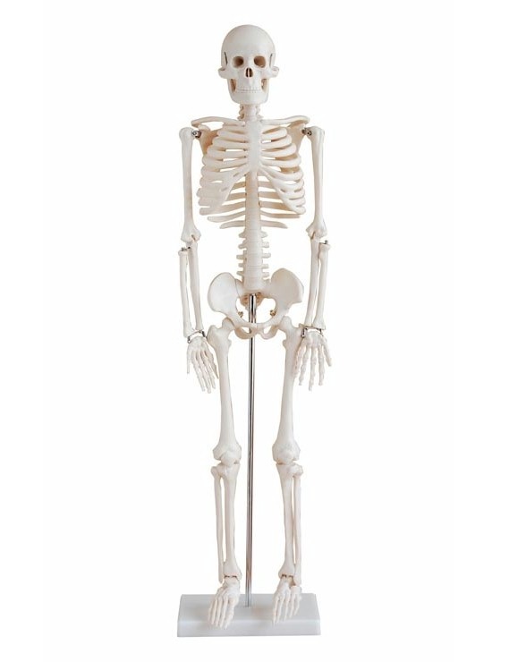 meester Neerwaarts valuta Anatomisch model Menselijk skelet medium uitvoering, 85 cm - Budget model -  Vosmedisch.nl