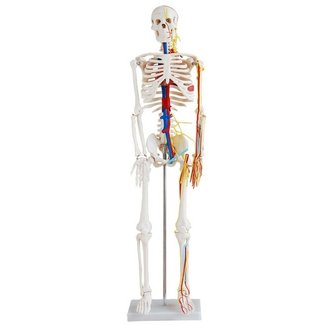 Anatomisch model Menselijk skelet medium model, 85 cm met zenuwen, bloedvaten en een hart - Budget model