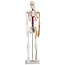 Anatomisch Skelet | 85 cm | Medium Skelet | met zenuwen, bloedvaten en een hart | Budget model