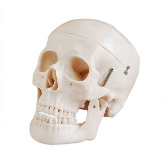 Menselijk schedel, ware grootte - anatomie model