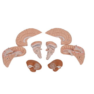 3B Scientific Anatomisch model van de hersenen 8 delig - 3B Scientific