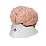 3B Scientific Anatomisch model van de hersenen 8 delig - 3B Scientific