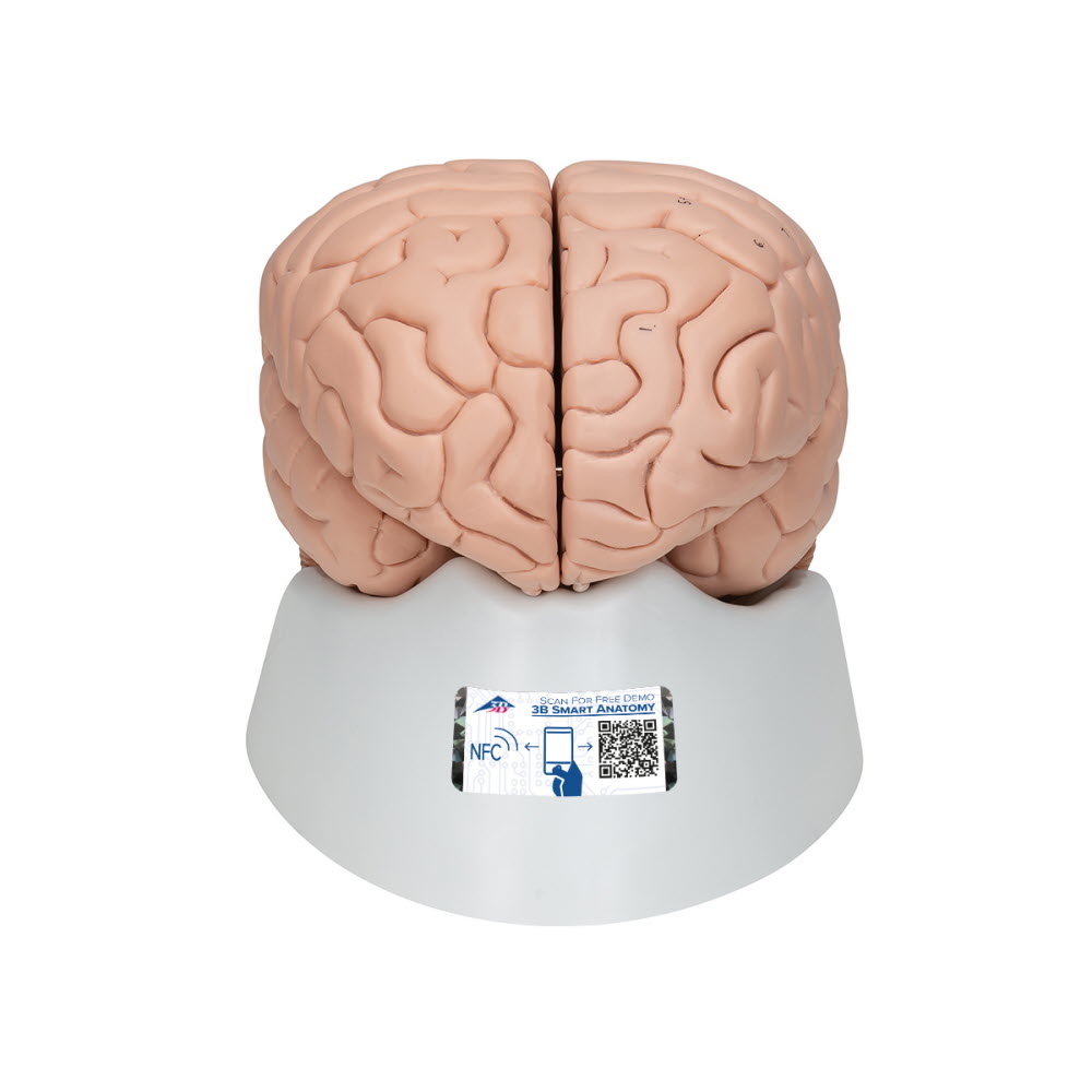 3B Scientific Anatomisch model van de hersenen 8 delig - 3B Scientific, foto 3 van 6