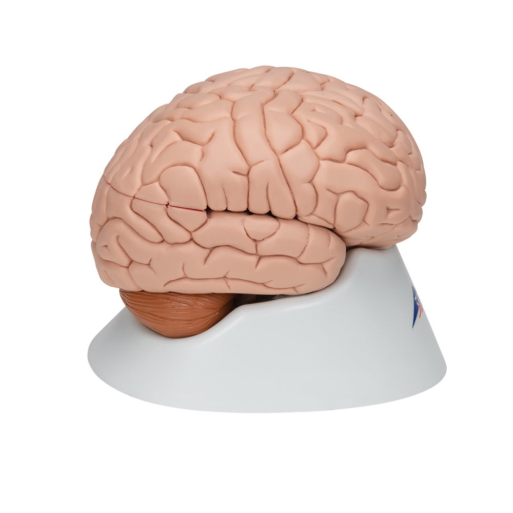 3B Scientific Anatomisch model van de hersenen 8 delig - 3B Scientific, foto 4 van 6