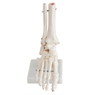 Anatomisch model van de Voet, ware grootte - Budget model