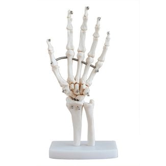 Anatomisch Handmodel op Ware Grootte – Handskelet op Standaard