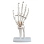Anatomisch model van de Hand, ware grootte - Budget model