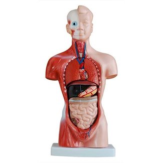 Minitorso van het menselijk lichaam 26cm, 15 delig - Budget model