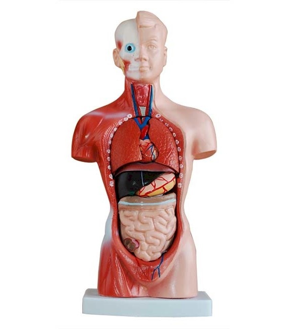 Mini torso van het menselijk lichaam 26cm, 15 delig - Budget model