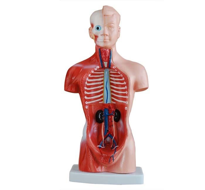 Mini torso van het menselijk lichaam 26cm, 15 delig - Budget model, foto 2 van 5