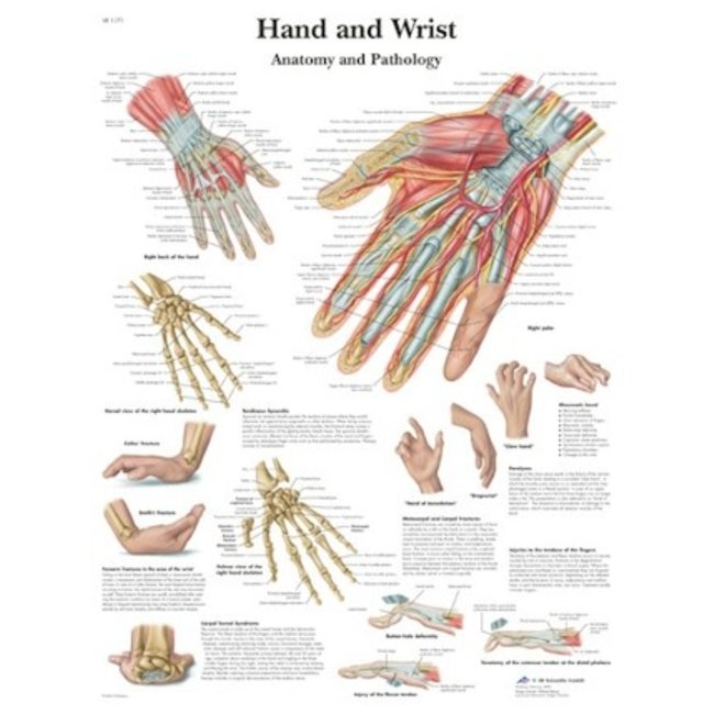 3B Scientific Anatomische Poster Hand & Pols/ hand and wrist - Engels/Latijn