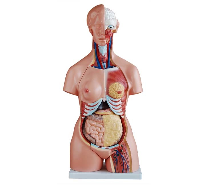 Trisex Torso van het menselijk lichaam 85 cm - Budget model, foto 2 van 6