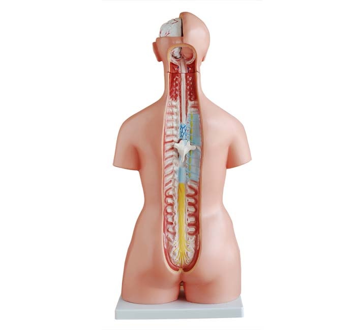 Trisex Torso van het menselijk lichaam 85 cm - Budget model, foto 3 van 6
