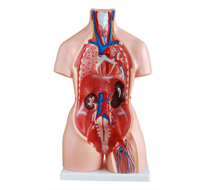 Trisex Torso van het menselijk lichaam 85 cm - Budget model, foto 4 van 6