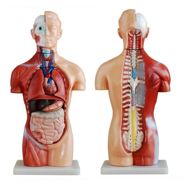 Geslachtsloze Torso van het menselijk lichaam 42 cm - Budget anatomie model
