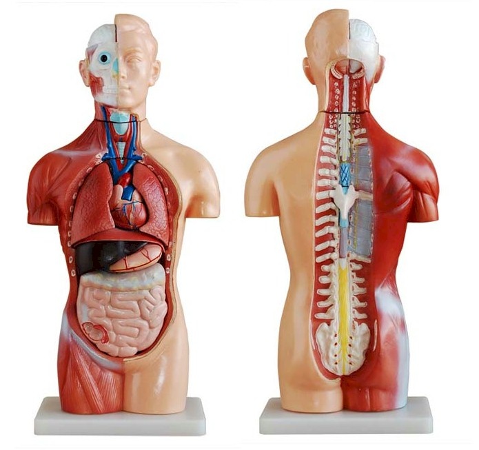 Geslachtsloze Torso van het menselijk lichaam 42 cm - Budget anatomie model