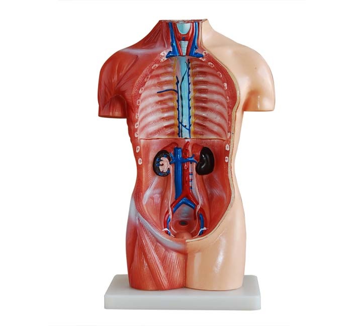 Geslachtsloze Torso van het menselijk lichaam 42 cm - Budget anatomie model, foto 2 van 6