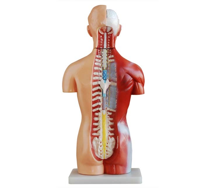 Geslachtsloze Torso van het menselijk lichaam 42 cm - Budget anatomie model, foto 3 van 6