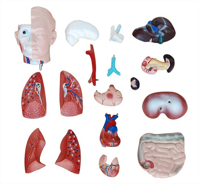 Geslachtsloze Torso van het menselijk lichaam 42 cm - Budget anatomie model, foto 4 van 6