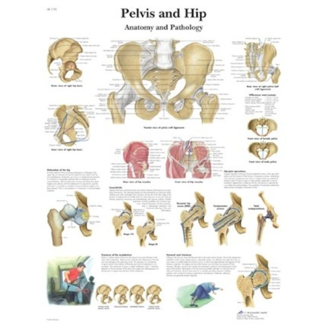 3B Scientific Anatomische Poster Bekken & Heup/ Pelvis and Hip - Nederlands/Latijn