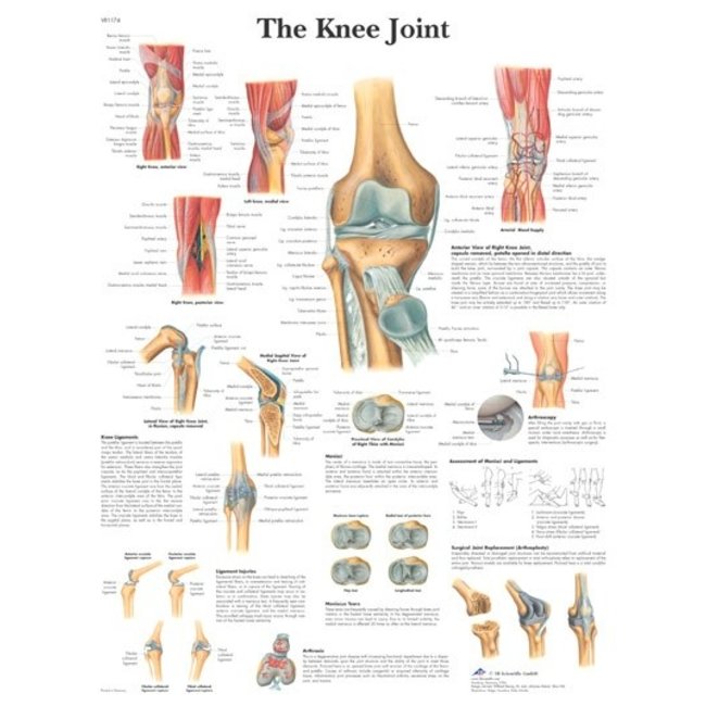 3B Scientific Anatomische Poster van de Knie