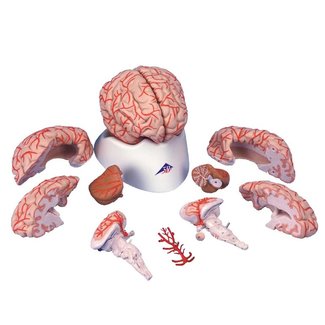 3B Scientific Anatomisch model van de hersenen 9 delig met bloedvaten - 3B Scientific